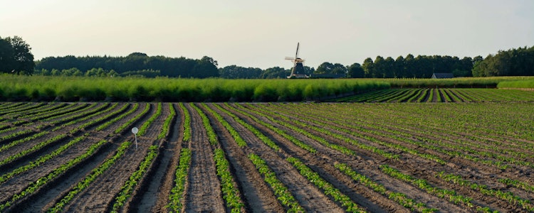Placeholder for Gewassen die groeien op landbouw grond