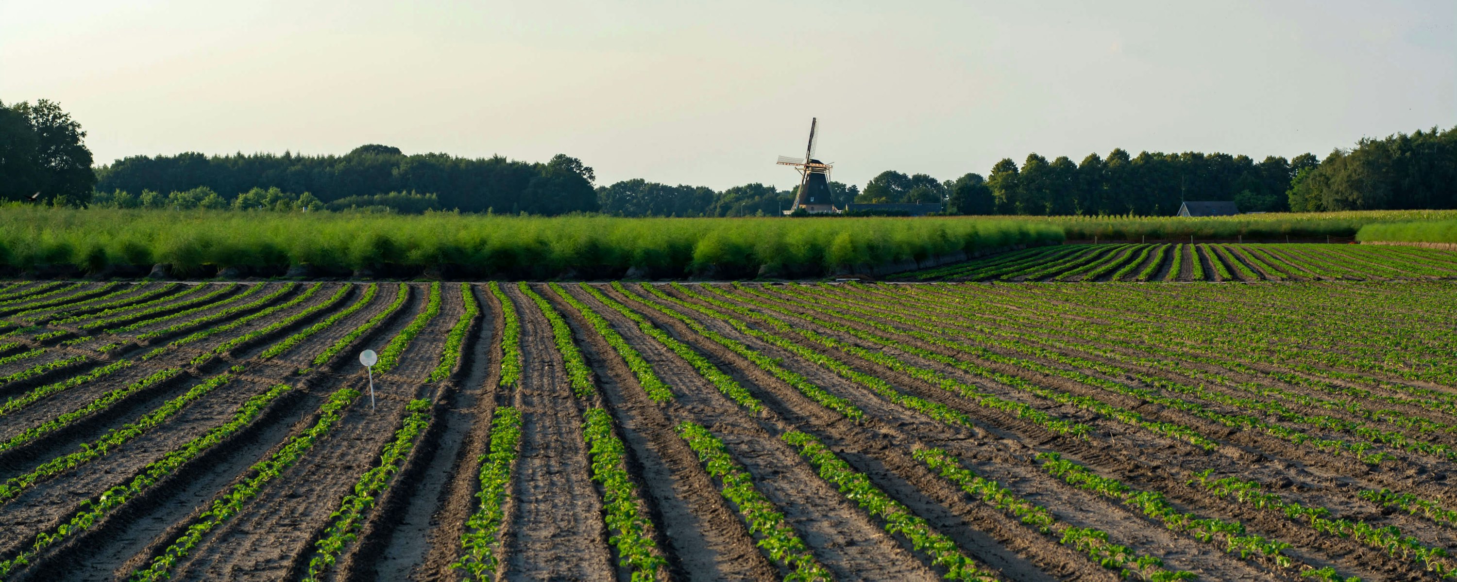 Gewassen die groeien op landbouw grond