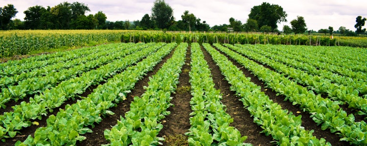 Placeholder for Gewassen landbouw rijen
