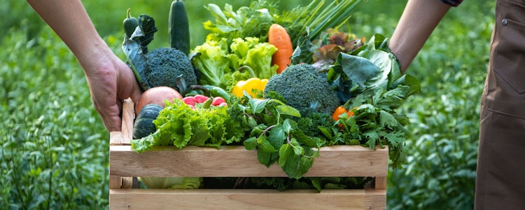 Placeholder for Groente oogsten van het land