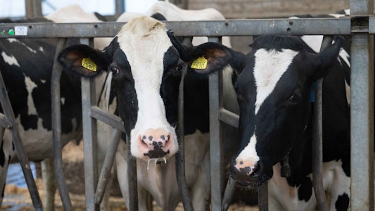 Placeholder for Koeien achter hek in stal