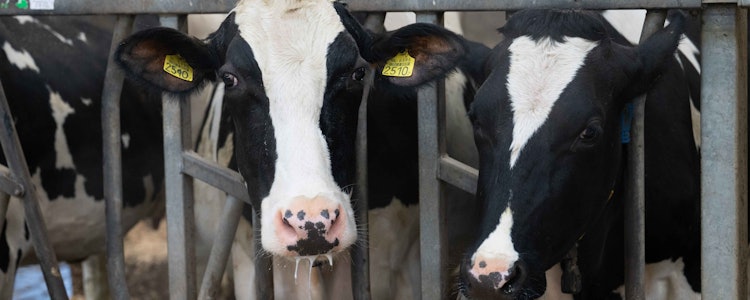 Placeholder for Koeien achter hek in stal