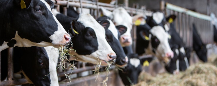 Placeholder for Koeien in een stal