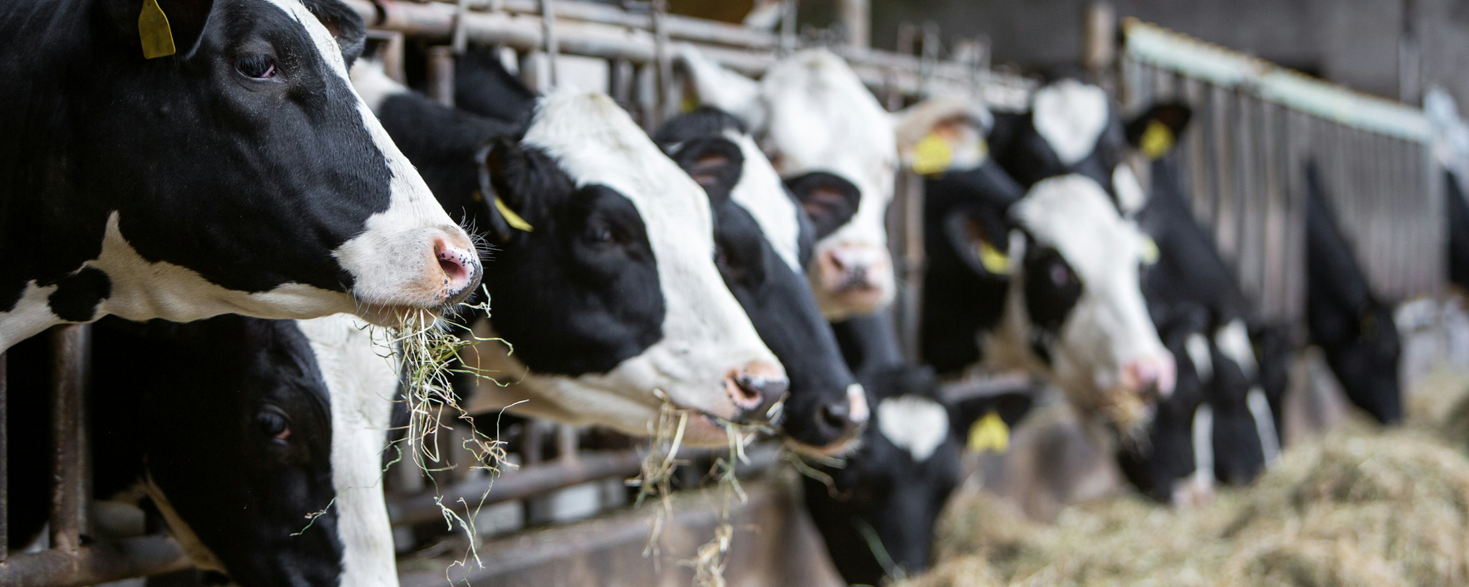 Koeien in een stal