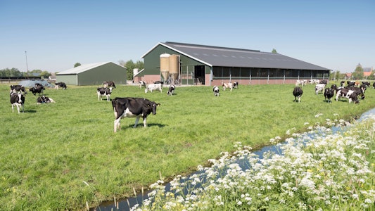 Placeholder for Koeien in wei