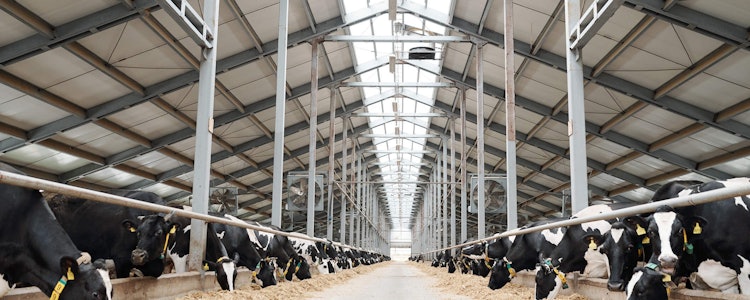 Placeholder for Melkoeien in eigentijdse boerderij