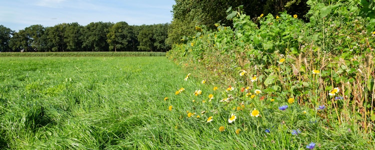 Placeholder for Natuurinclusieve landbouw met bomen en bloemen