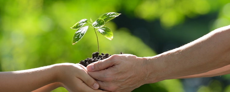 Placeholder for Plantje in twee handen