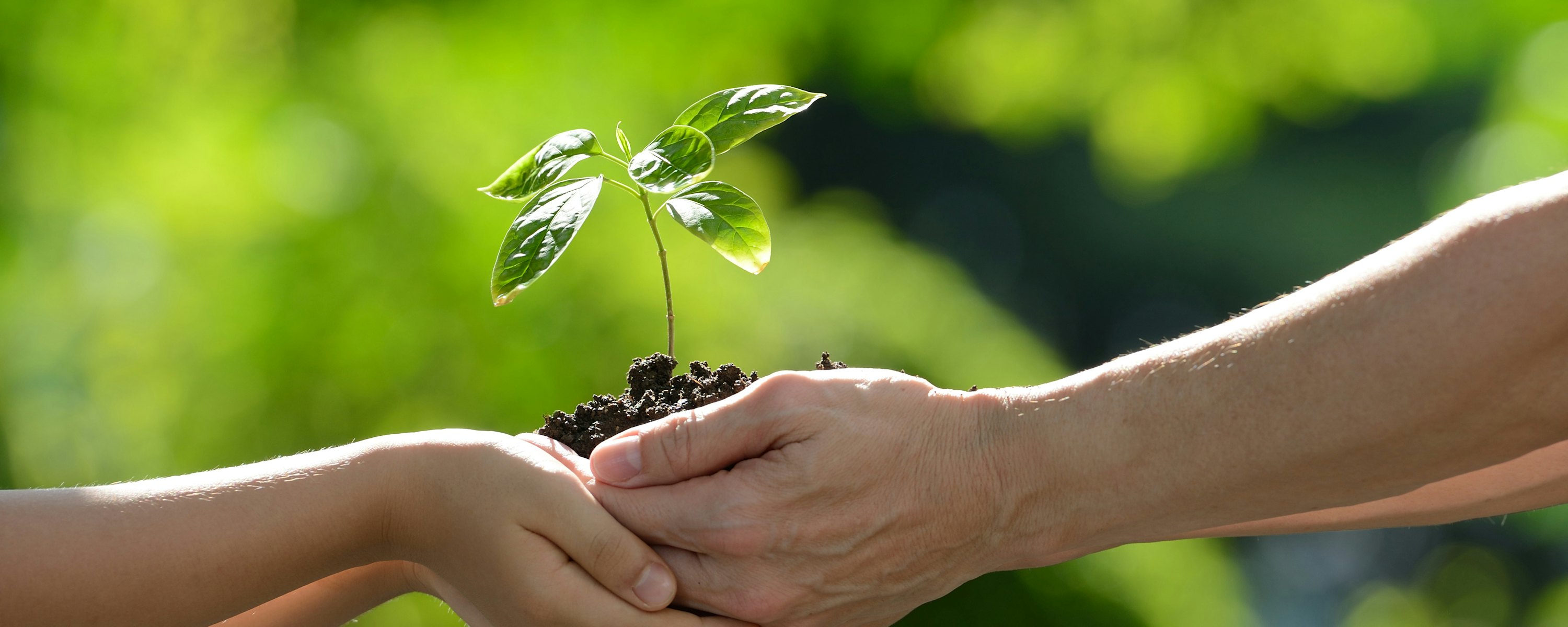 Plantje in twee handen