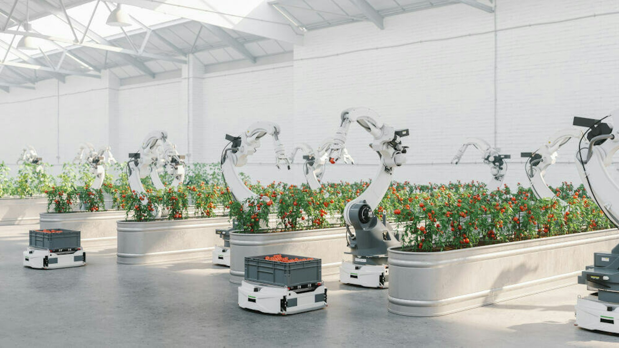 Voedseltransitie robots tomaten