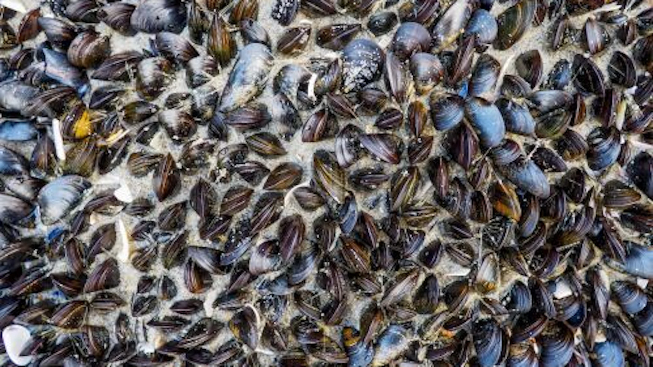 Vanes verpakking mossel