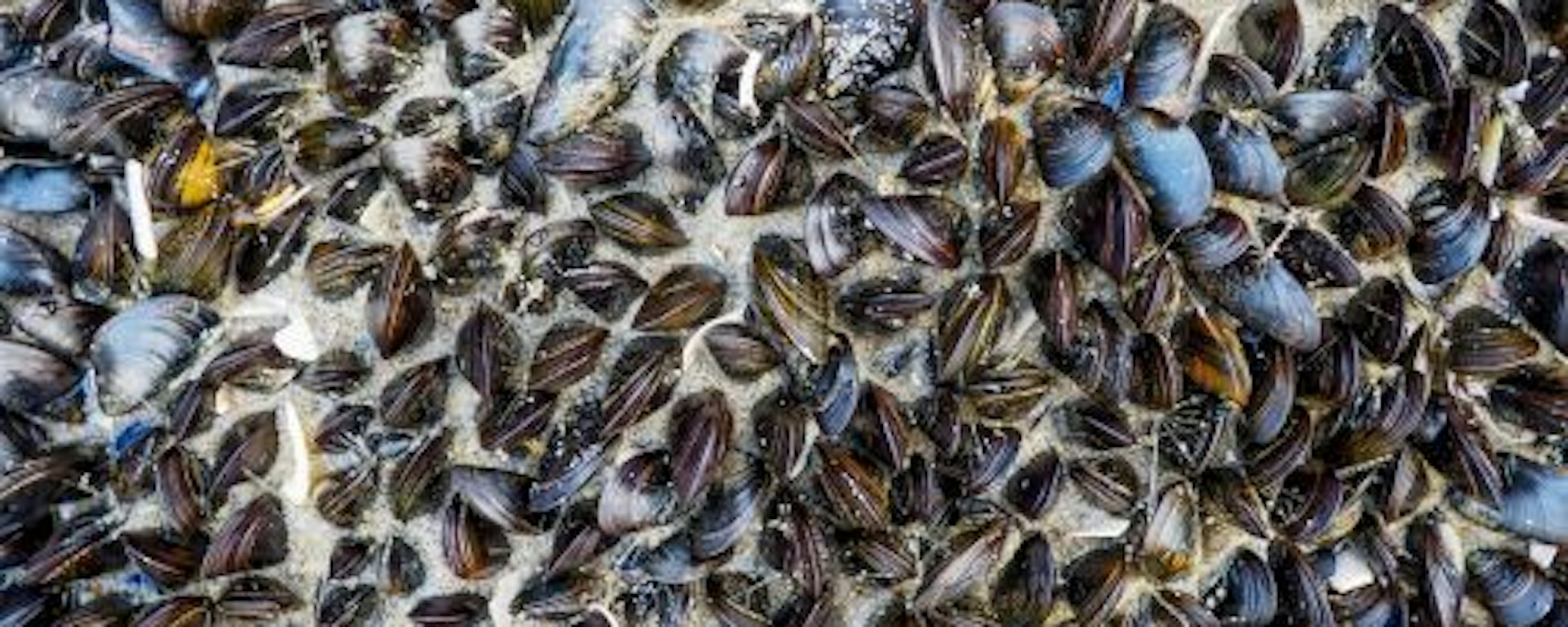 Vanes verpakking mossel