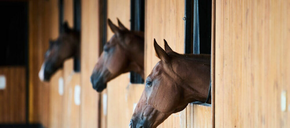 Placeholder for Maatlatduurzameveehouderij