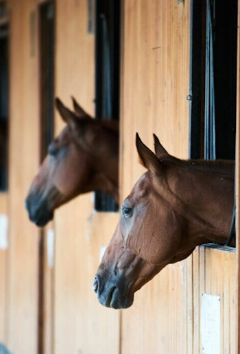 Placeholder for Maatlatduurzameveehouderij