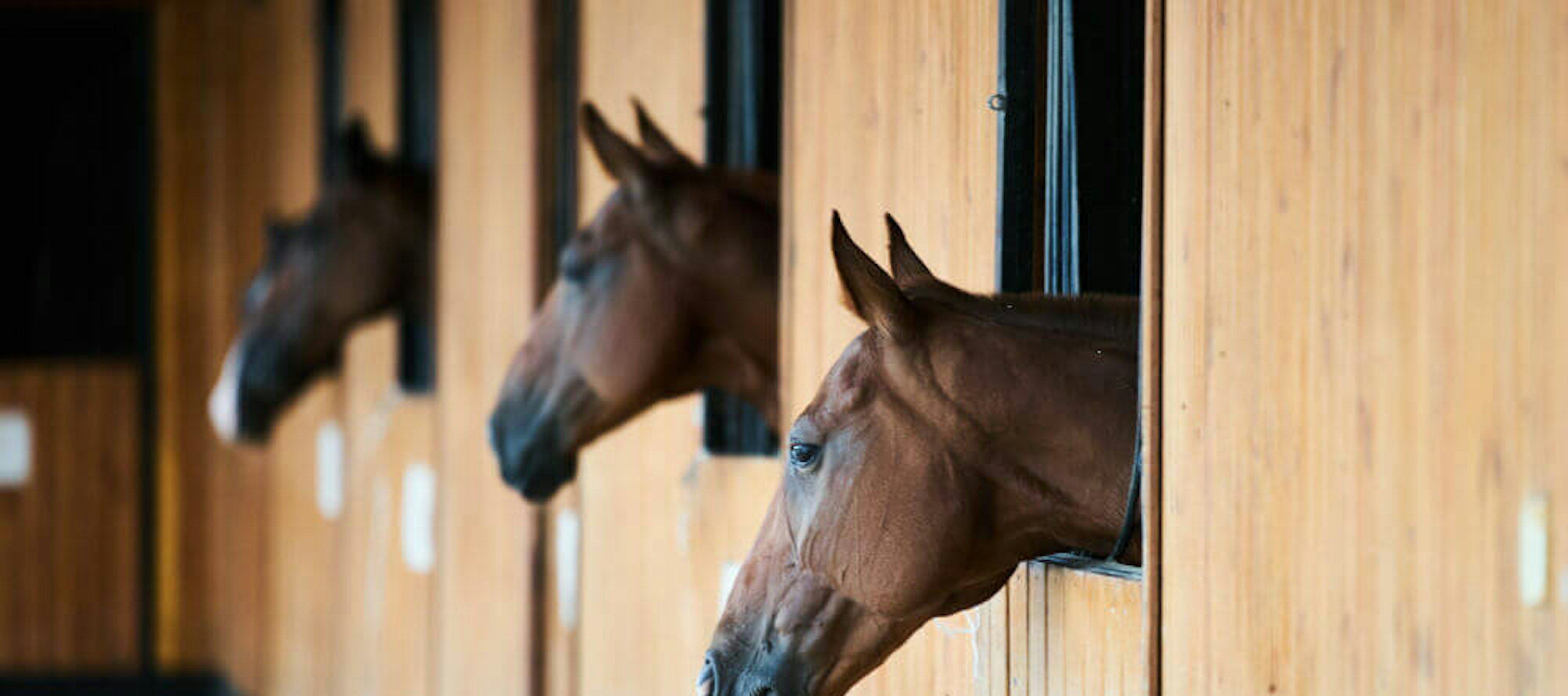 Maatlatduurzameveehouderij