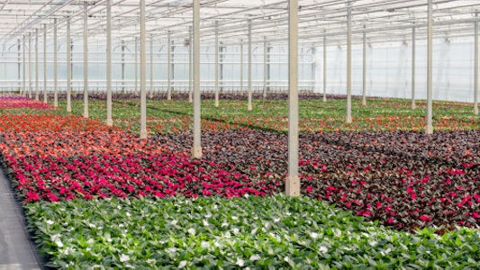 Placeholder for Bloemen in kas