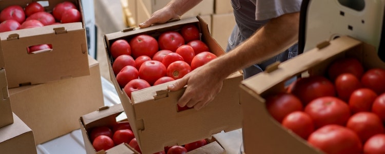 Placeholder for Tomaten dozen landbouw