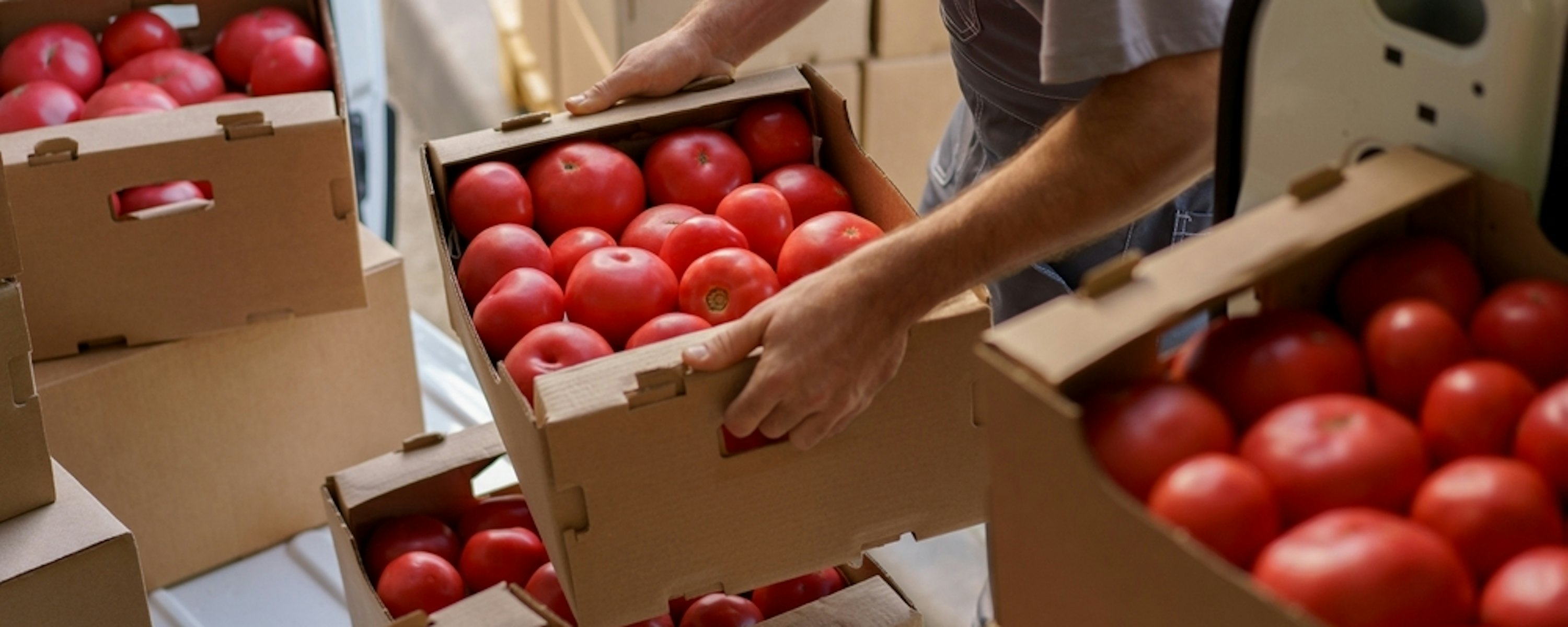 Tomaten dozen landbouw